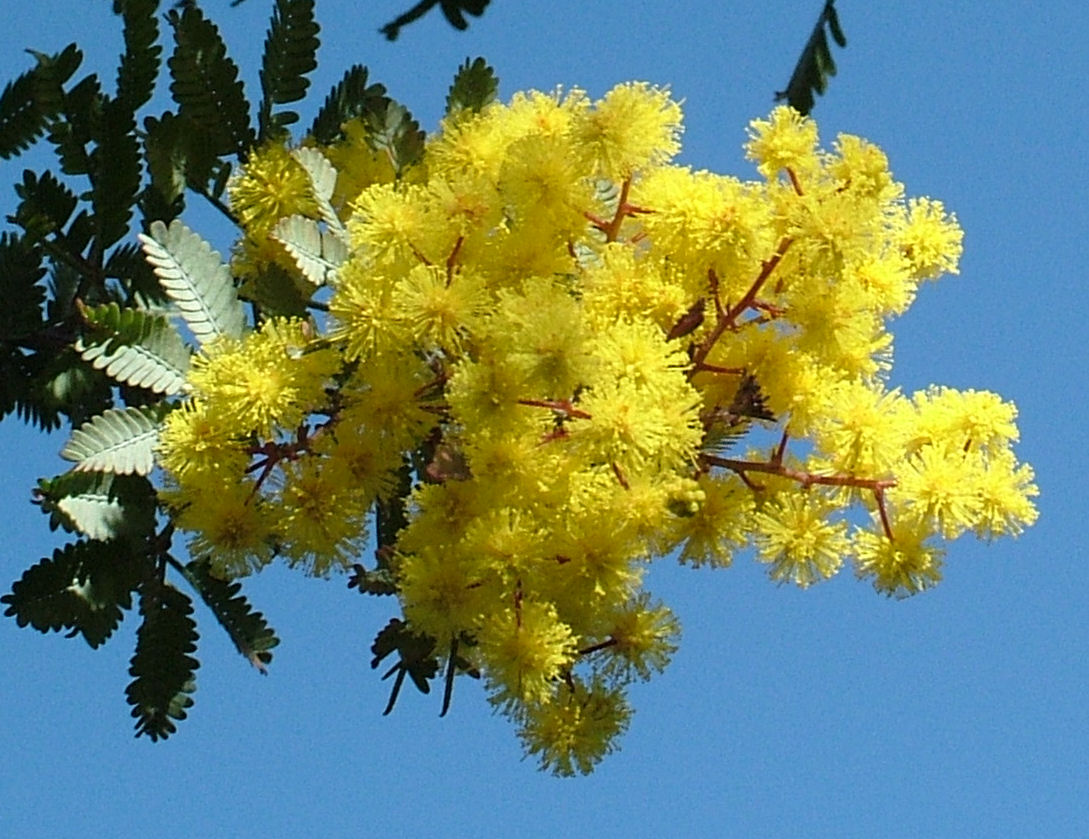 mimosa[1]