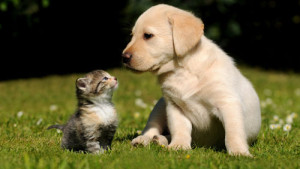 cane_gatto_prato