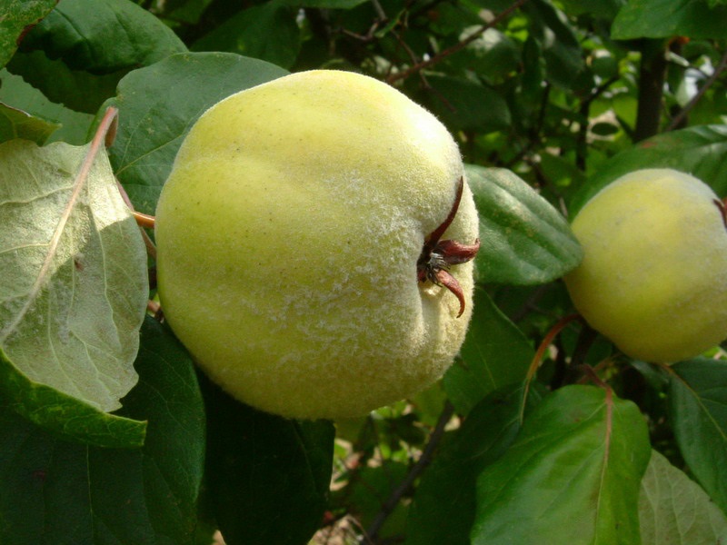 Melacotogna