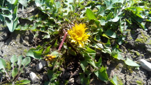 Cicoria selvatica
