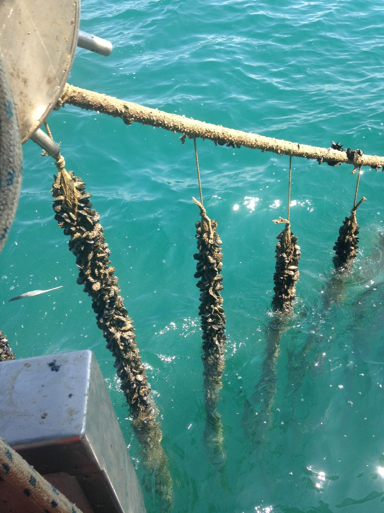 ALLEVAMENTO COZZE 10
