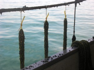 ALLEVAMENTO COZZE 5