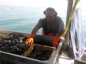 ALLEVAMENTO COZZE 6