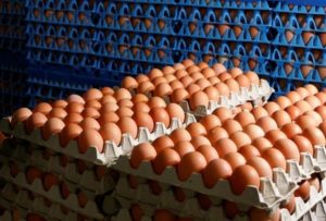 Uova-al-fipronil