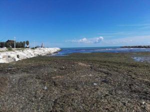 alghe san benedetto del tronto