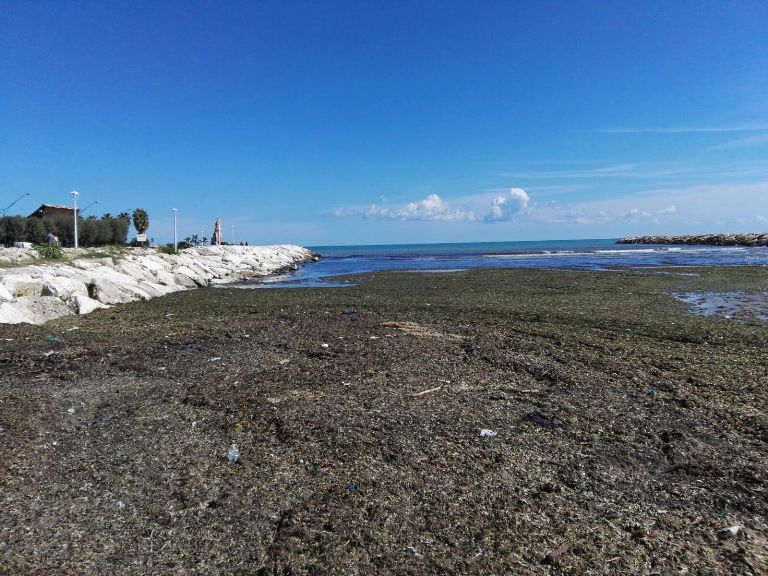 alghe san benedetto del tronto