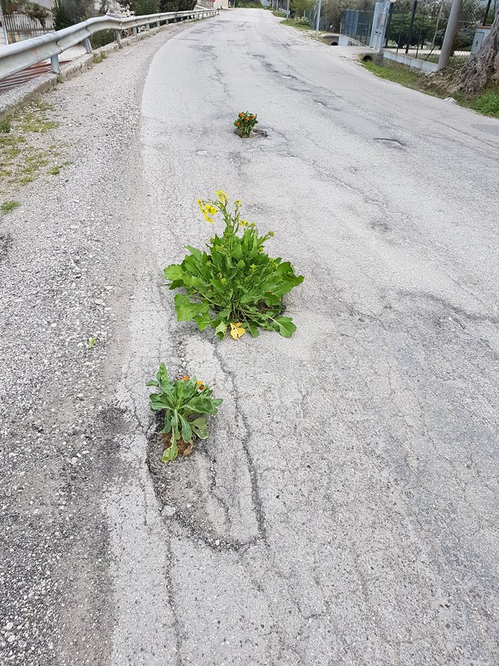 Poggio Morello, dalle buche spuntano fiori: la protesta dei cittadini