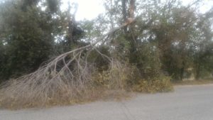 Maltempo Nereto, cade ramo sulla strada provinciale