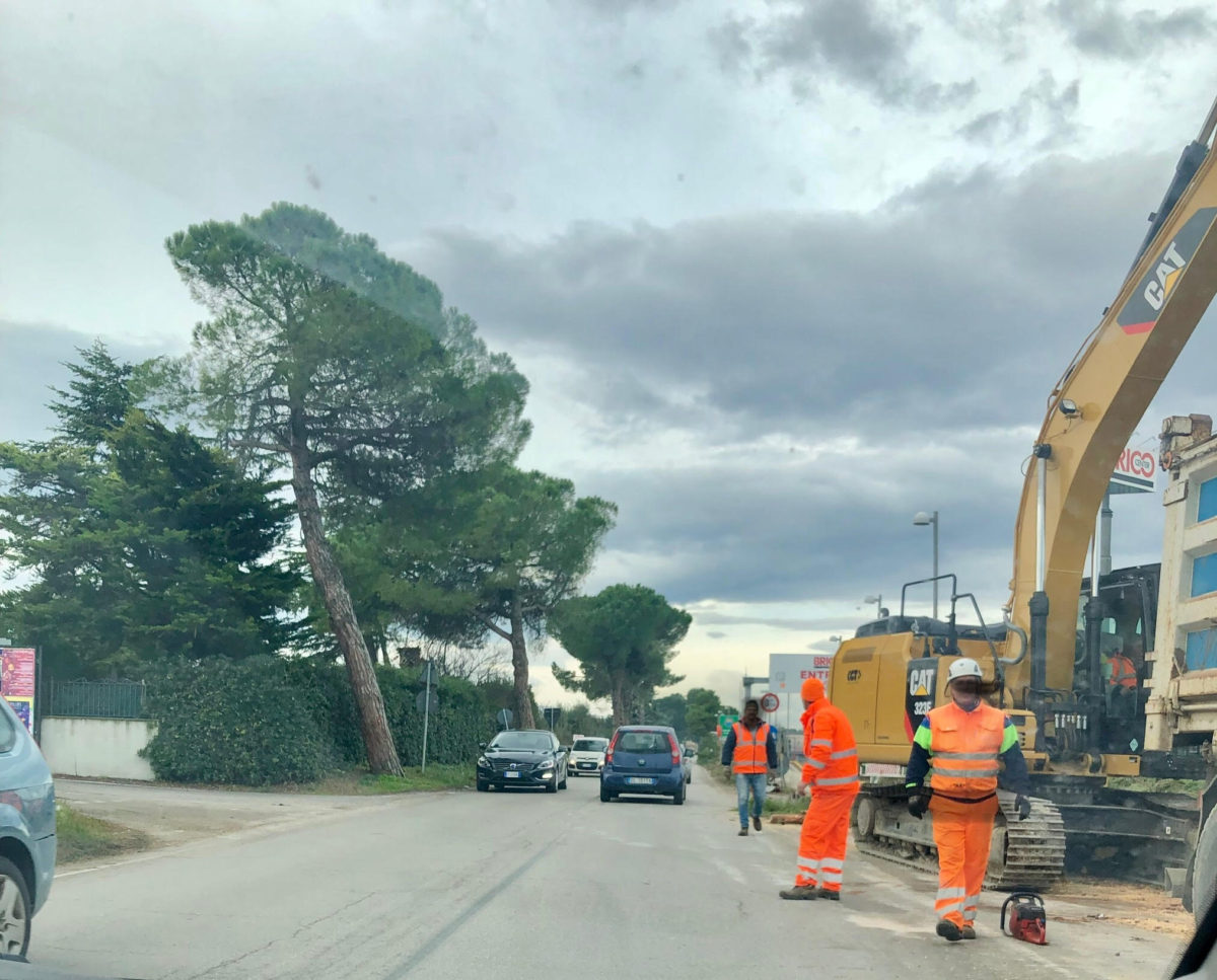 Abbattimento tigli: anche il sindaco di Alba Antonietta Casciotti scrive a Anas, e Unione Comuni