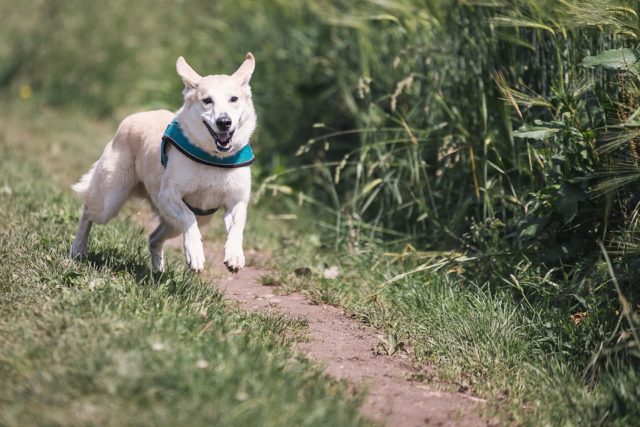 Martinsicuro, affidata all’Associazione “Martinsicuro.zero” la gestione dello sgambatoio per cani