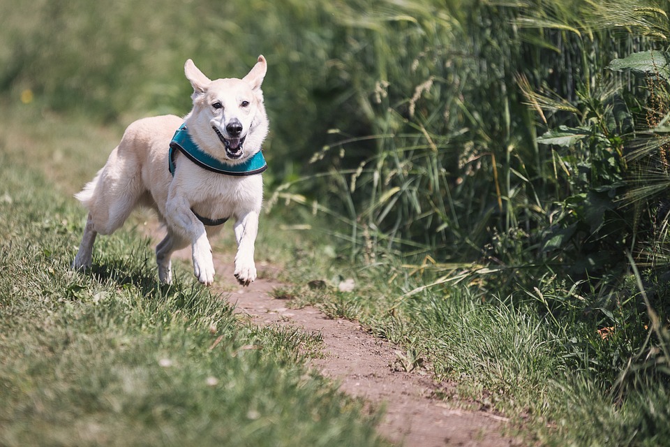 Martinsicuro, affidata all’Associazione “Martinsicuro.zero” la gestione dello sgambatoio per cani