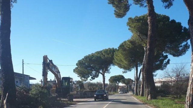 I pini della Val Vibrata vanno tutelati