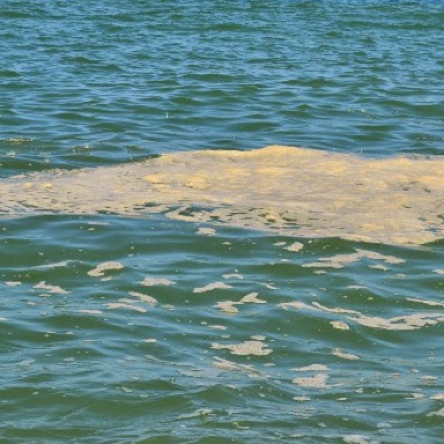 Mucillagine, Pepe "nessuna risposta dal centro destra a pescatori e operatori turistici"