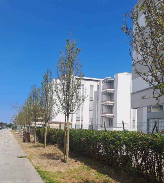 Martinsicuro, piantumate 13 nuove alberature in via Don Sturzo